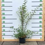 Tavoľník ´van Houtteho´ (Spiraea x vanhouttei) – výška 70-100 cm, kont. C3L